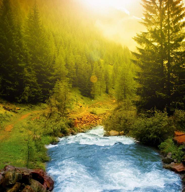 a river running through a lush green forest.